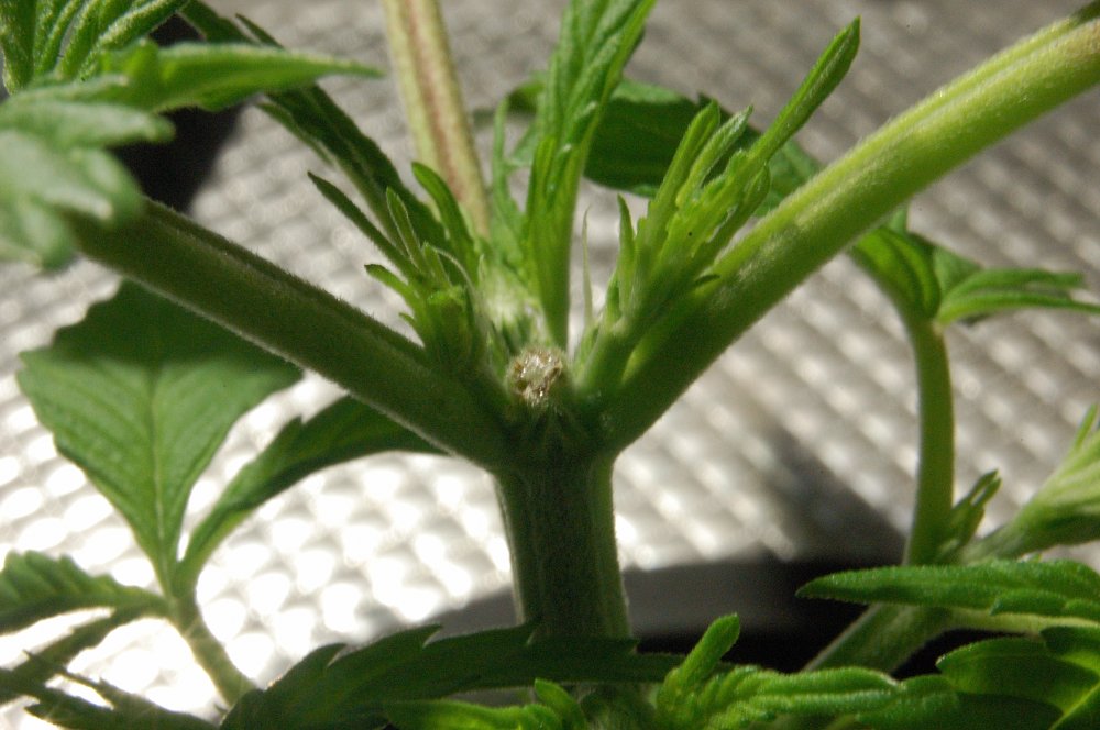 grow0258-jpg.907840