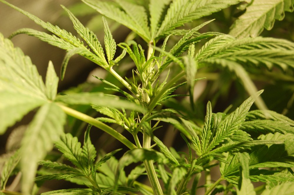 grow0304-jpg.916525