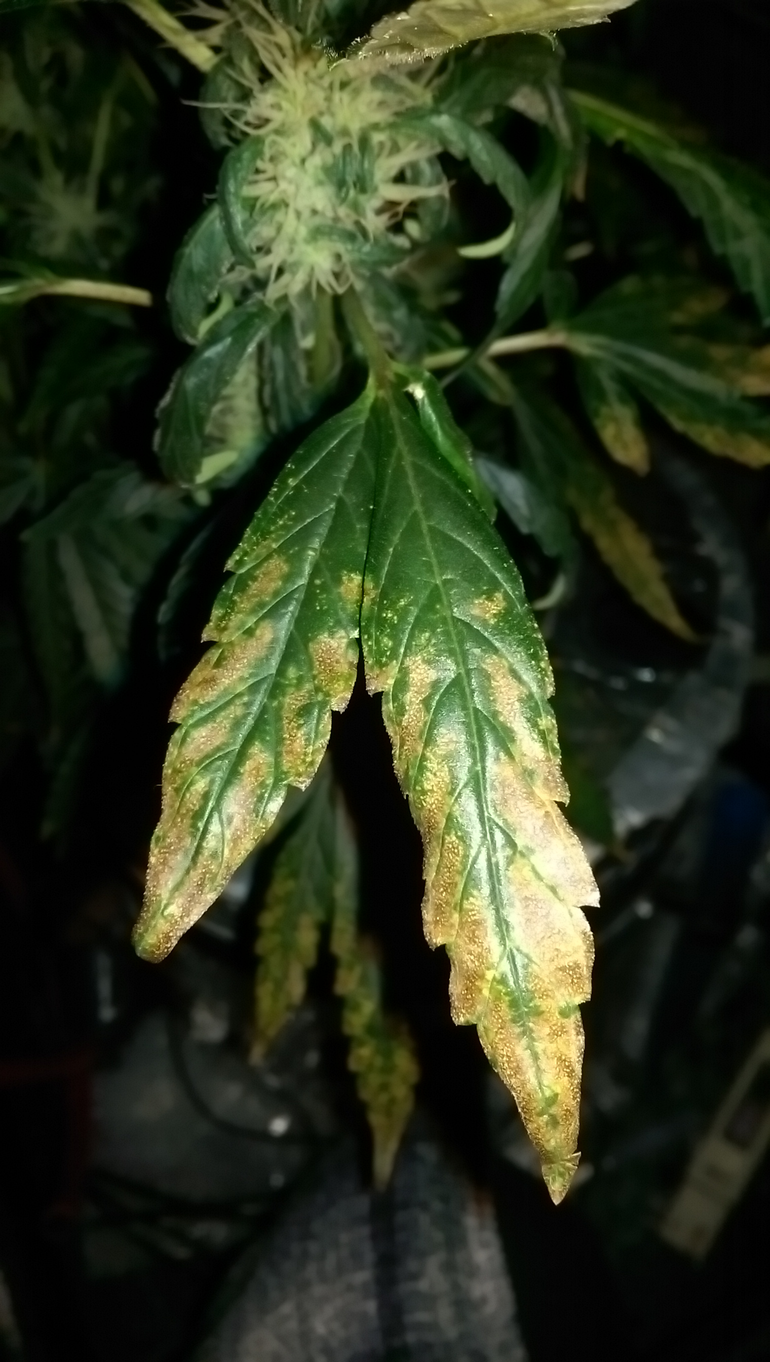 IMAG1206.jpg