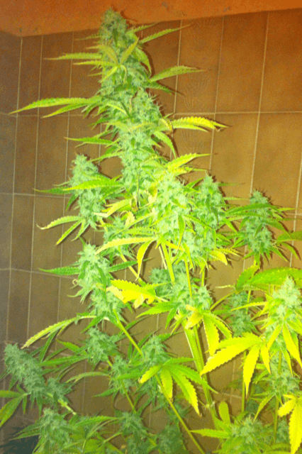 image-9-png.615181