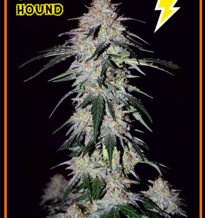 Mephisto_Genetics_-_Sour_Hound.jpg