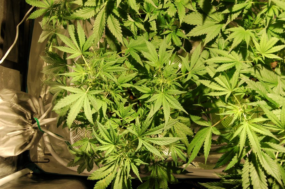 grow0303-jpg.916526