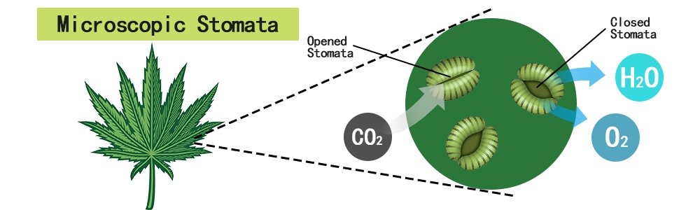 microscopic_stomata.jpg