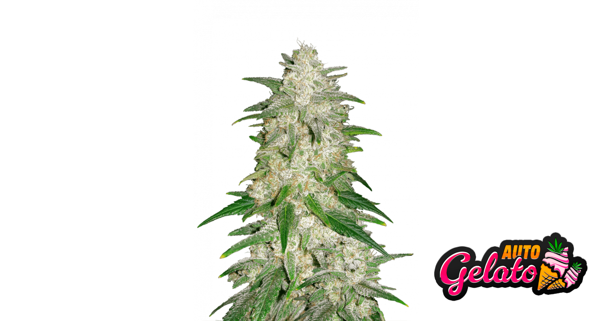 2fast4buds.com