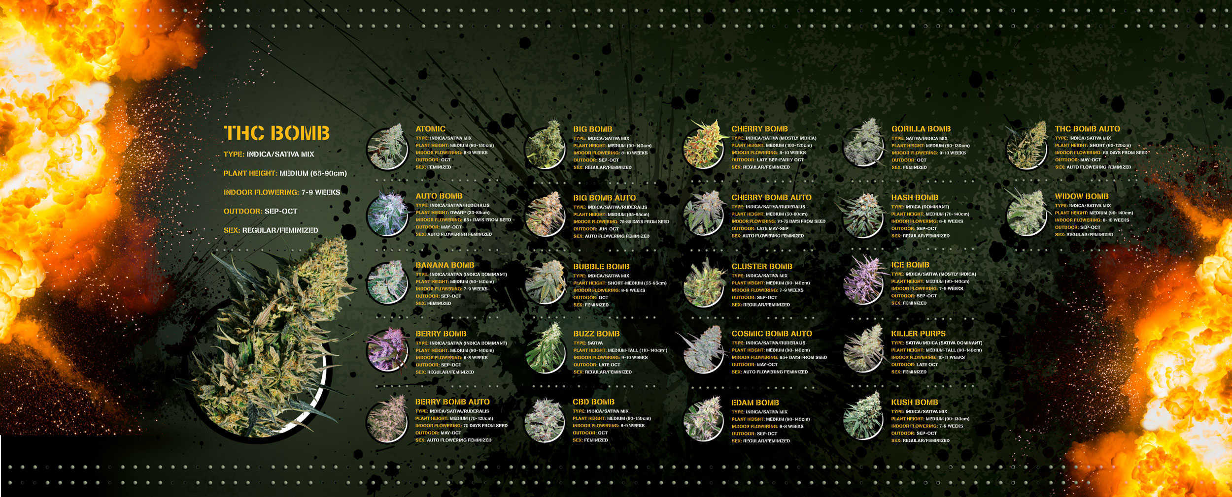www.bombseeds.nl