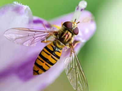 hoverfly-400x300.jpg