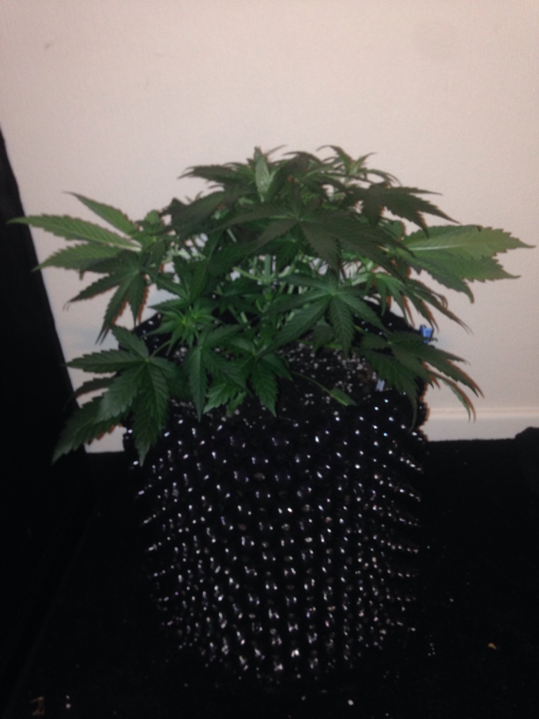 bcedac1b6f5ed5de75349fa69363b674.jpg