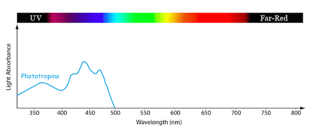 Phototropins-Absorption-Spectrum.png