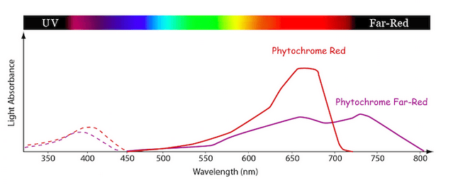 Phytochrome-Absorption-Spectrum.png