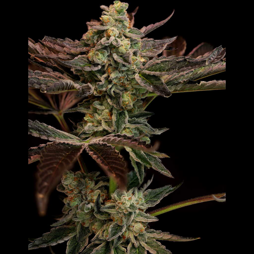 twenty20mendocino.com