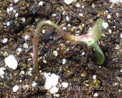 damping-off-cannabis-seedling.jpg