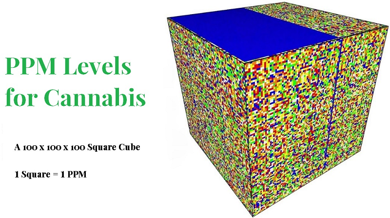 autoflowerseedshop.com