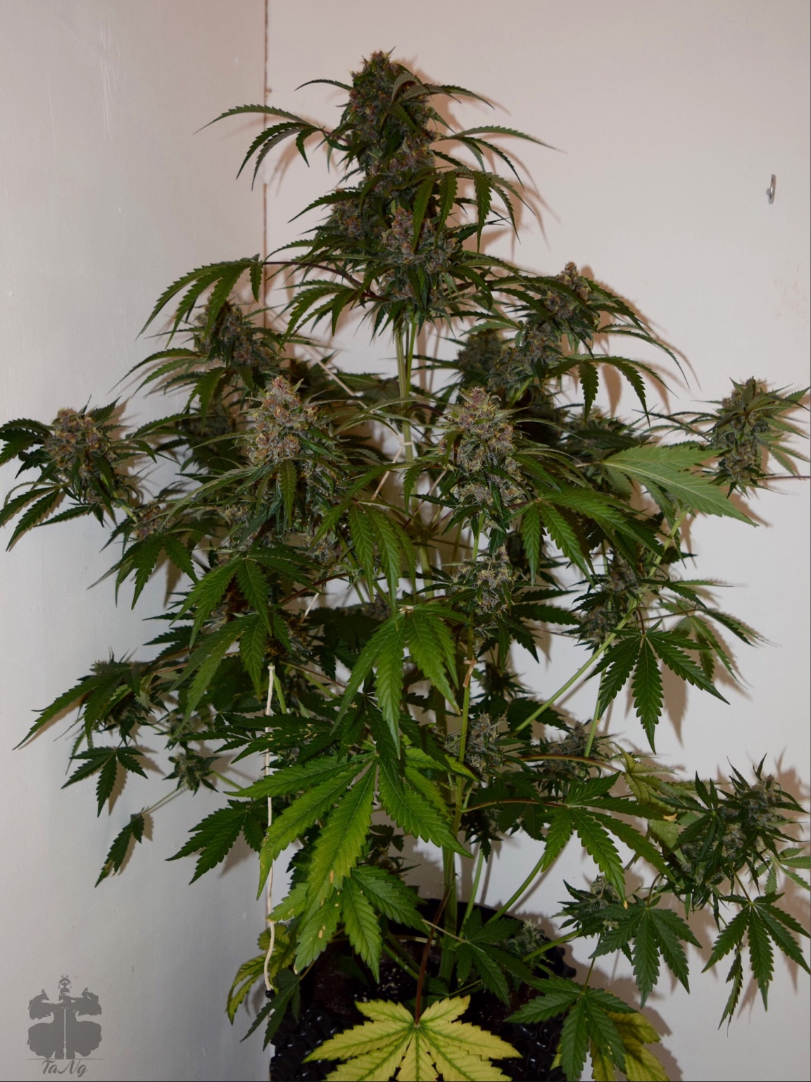 a1ee816a08f22c2896fda05be72b06f9.jpg