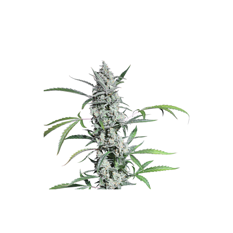 supersativaseedclub.com