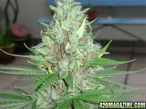 1134budrot21.jpg