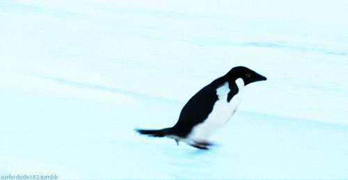 penguin_gifs_17.gif