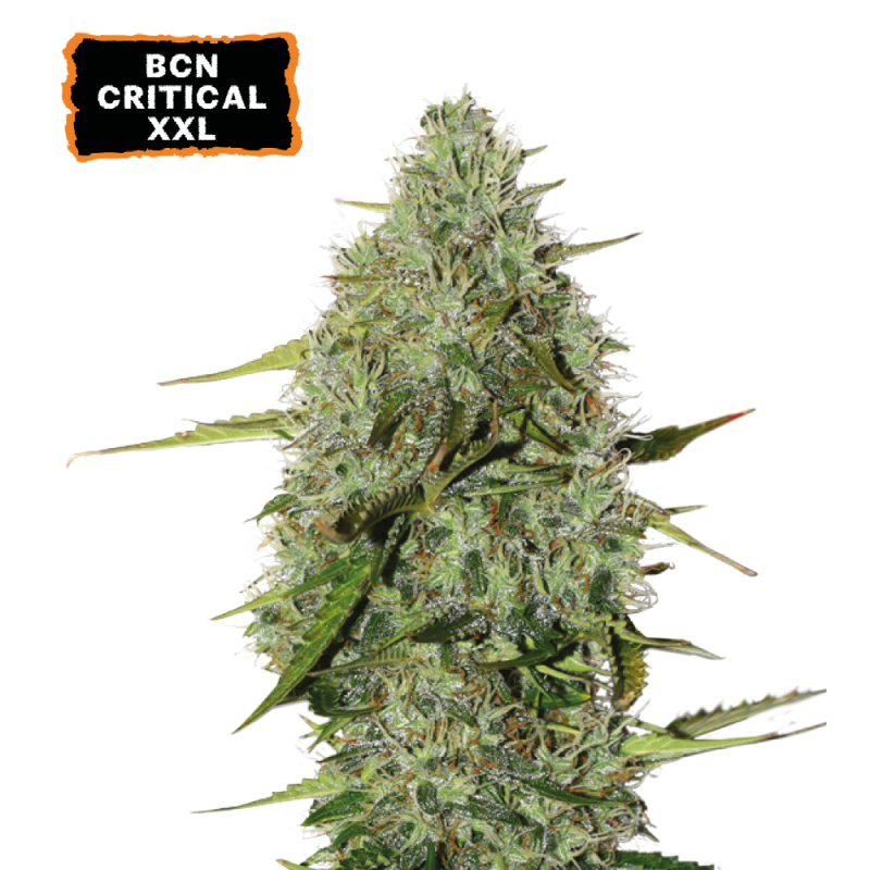 seedstockers.com