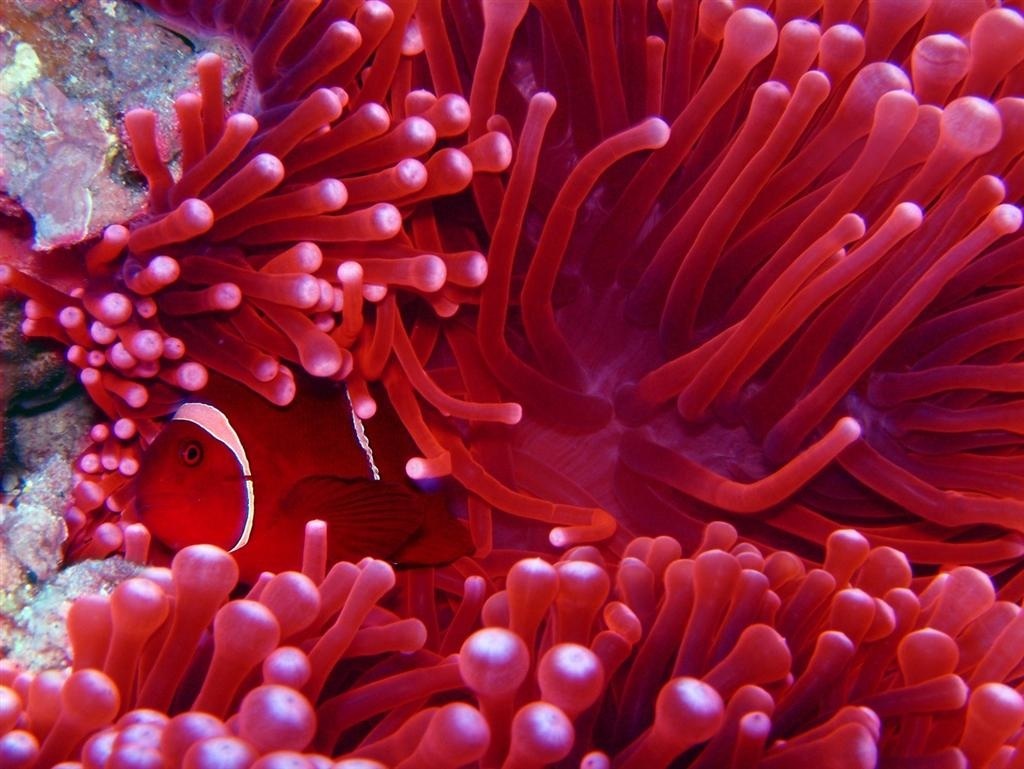 Sea-Anemone-sea-life-161191_1024_769.jpg
