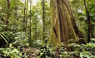 Tropical-North-Queensland-rainforests327x199.jpg
