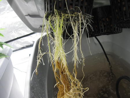 bad-root-rot-closeup-sm.jpg