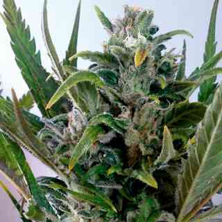 www.linda-seeds.com