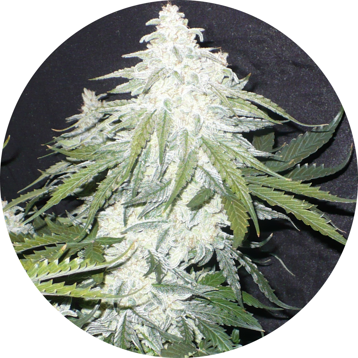 laughinghyenaseeds.com