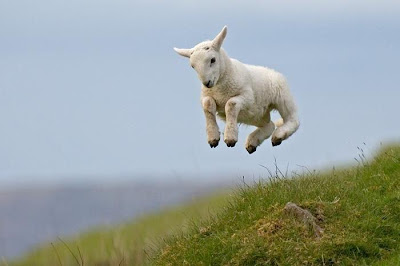 Jumping+Goat.jpg
