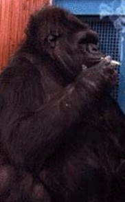 smokingGorilla.jpg