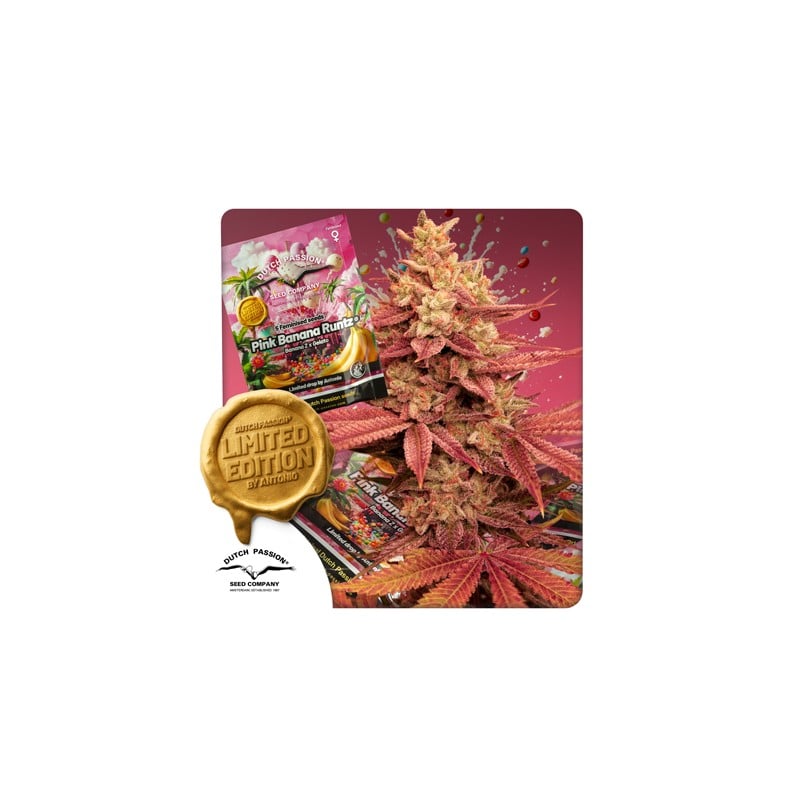 dutch-passion.com