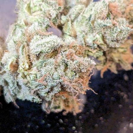 growdiaries.com