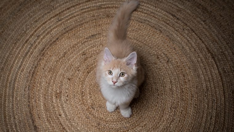 cattime.com