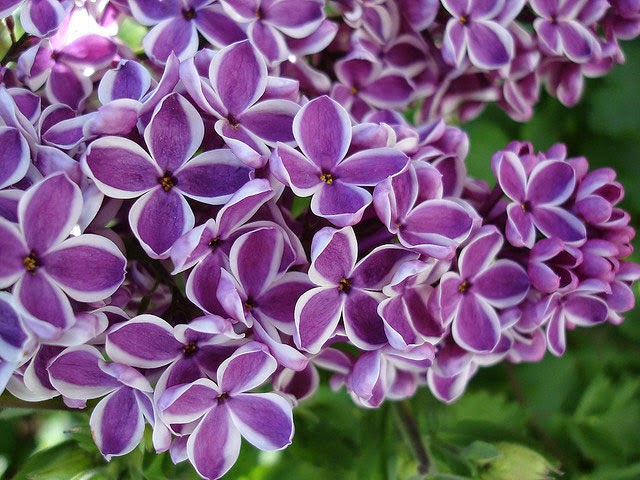lilac-flower-3.jpg