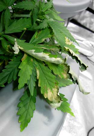 root-rot-damaged-leaves-sm.jpg