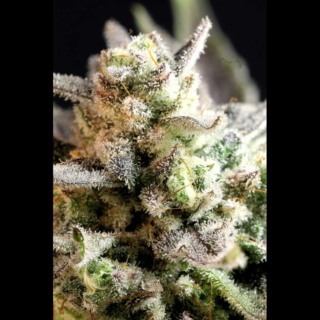 twenty20mendocino.com