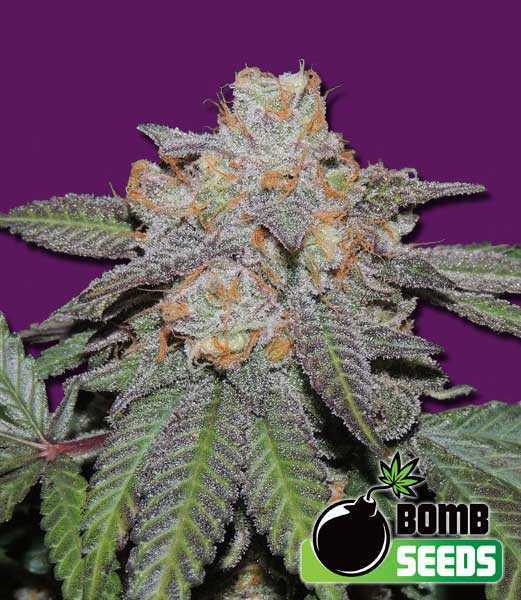 www.bombseeds.nl