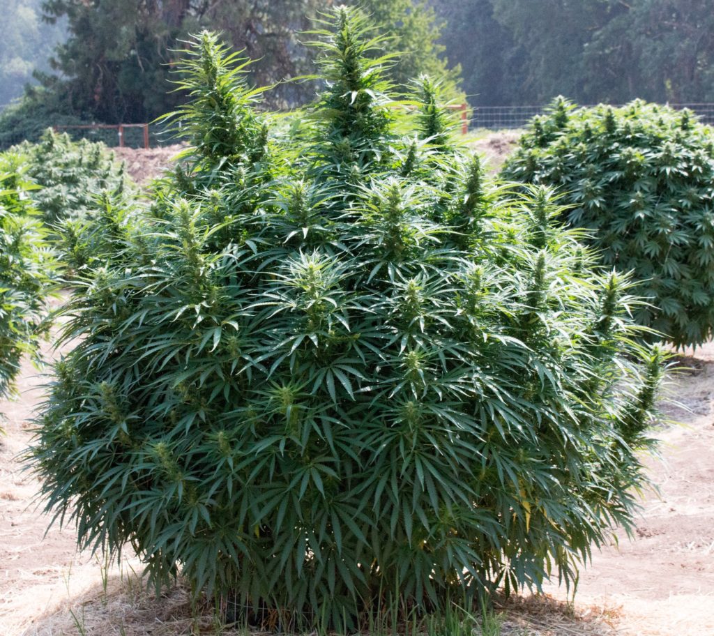 kwikseeds.com