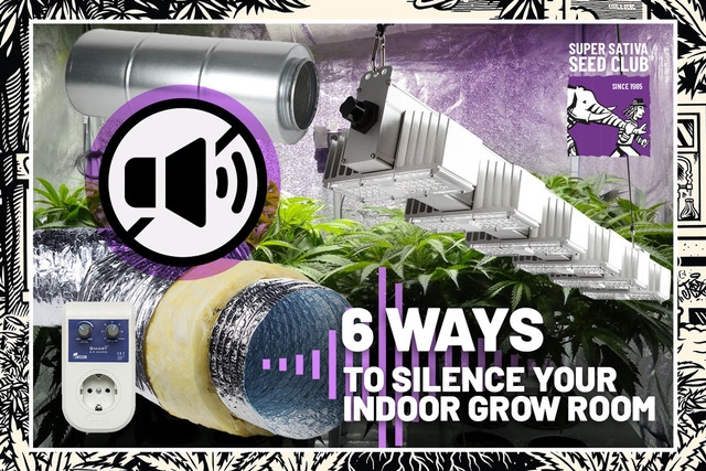 supersativaseedclub.com