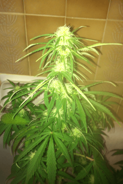 image-6-png.595321
