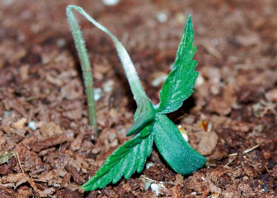 Seedling-iv.jpg