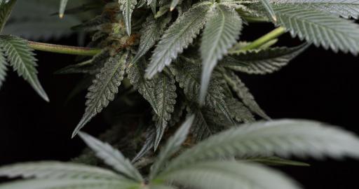 www.humboldtseeds.net