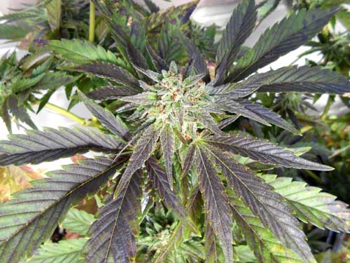 purple-phosphorus-deficiency-cold-sm.jpg