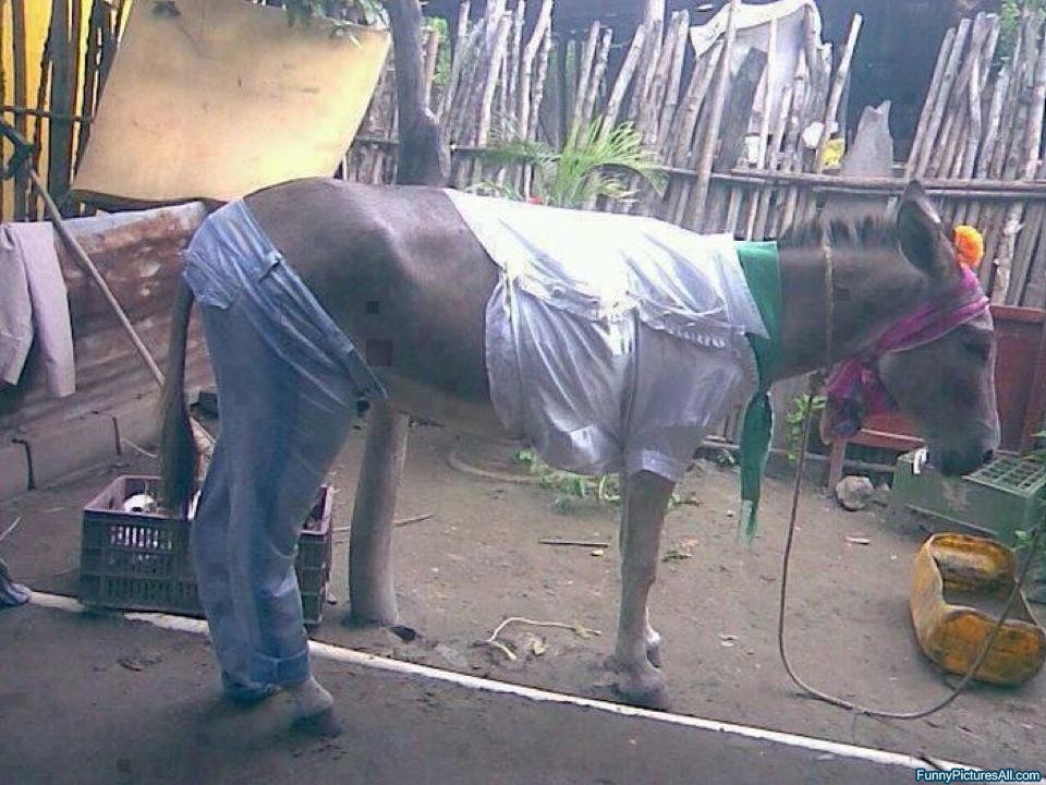 donkey-dressed-in-jeans-and-shirt.jpg