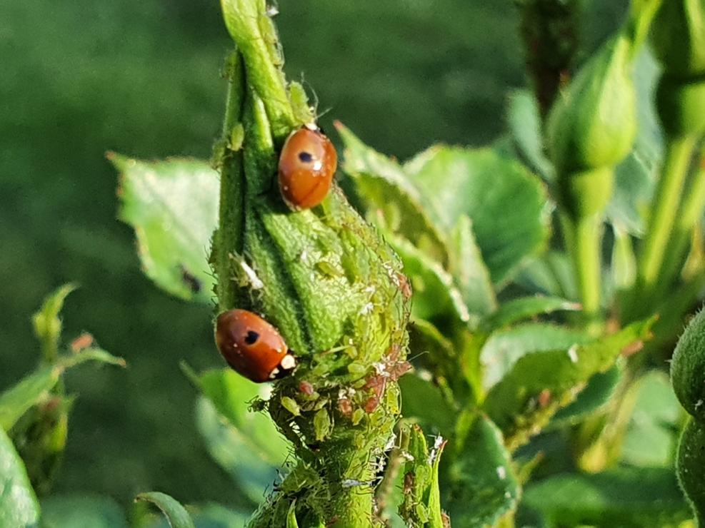 www.greengardener.co.uk