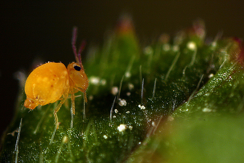 Bourletiella_arvalis.jpg