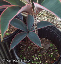 P6132975Amorphophallus_atroviridis_TAs.jpg
