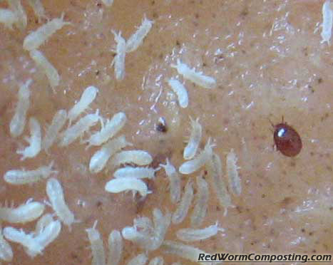 springtails.jpg