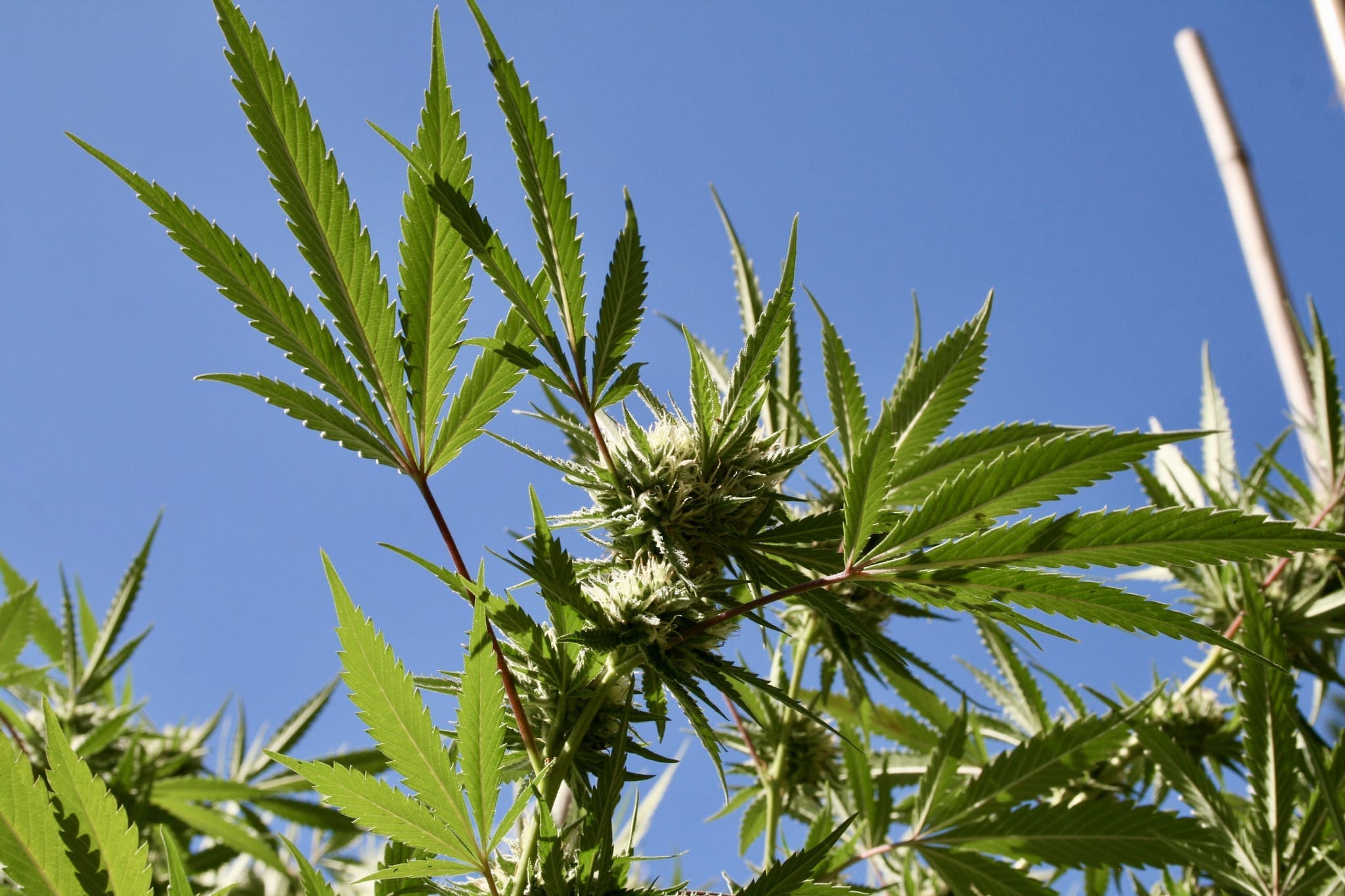 www.marijuanamoment.net