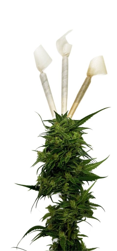 irobud.com