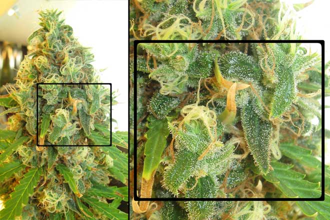 white-rhino-bud-magnified.jpg