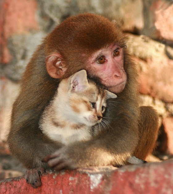 monkey_and_kitten.jpeg